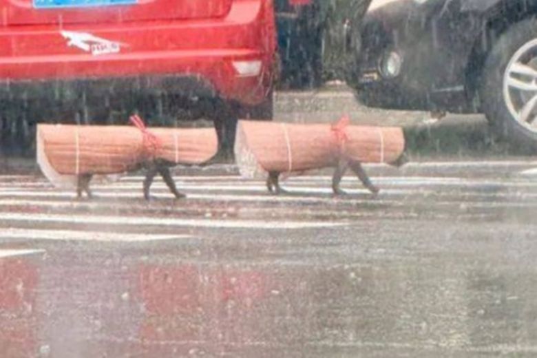 비가 쏟아지는 날씨에도 산책을 가고 싶어하는 반려견을 위해 주인이 직접 만든 ‘돗자리 우비’가 온라인상에서 화제다. 누리꾼들은 “너무 귀엽다”는 반응을 보였다. 사진=온라인 커뮤니티 캡쳐