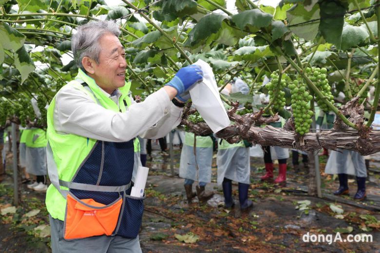 강호동 농협중앙회장이 20일 경기도 화성시 송산면 송산포도로 한 농가에서 봉사활동 중 포도 송이에 봉지를 씌우고 있다. 농협 제공