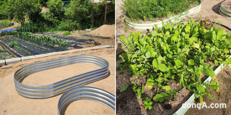 테무에서 구매한 틀밭으로 만든 쿠바식 텃밭.