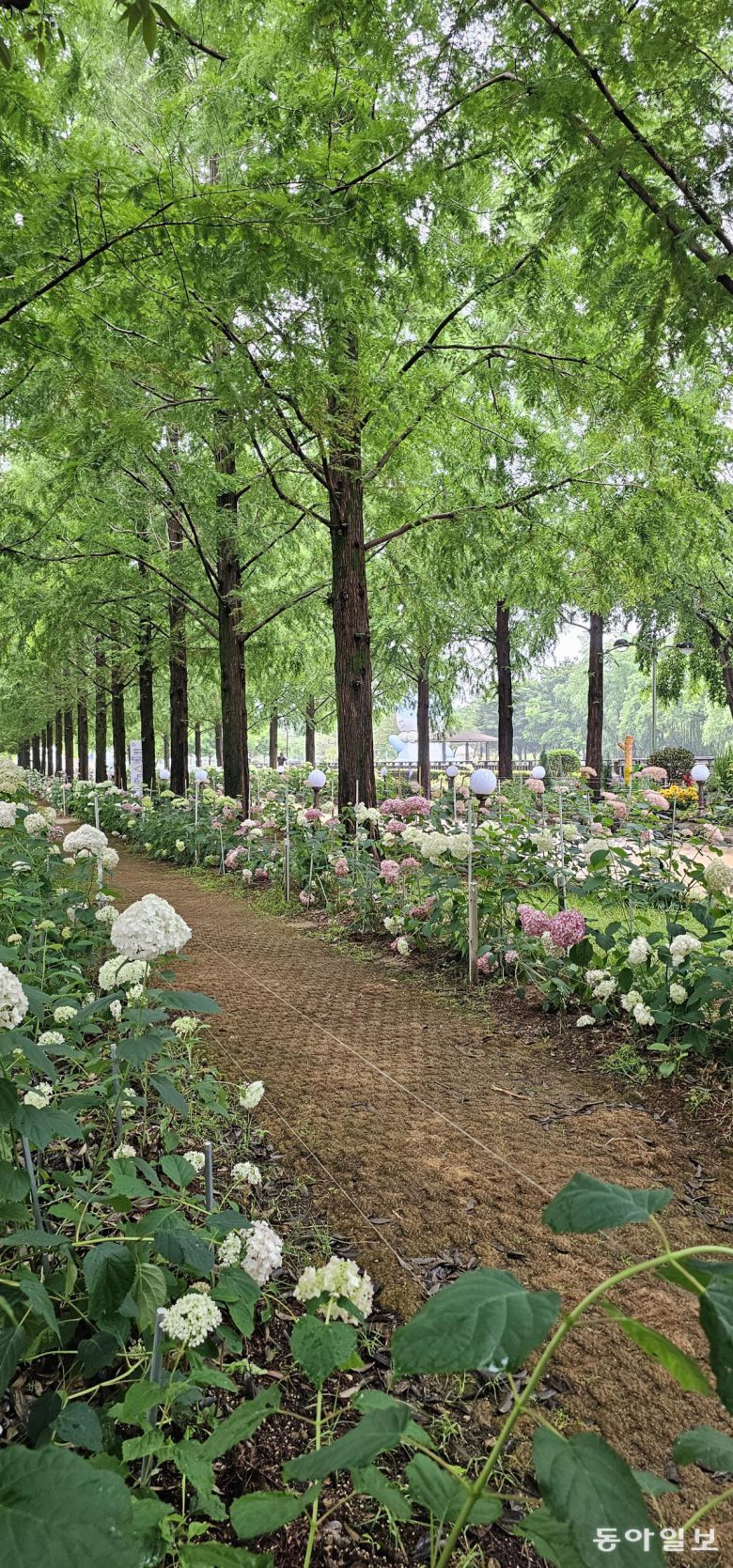 15년 전 심은 메타세쿼이아와 2년 전 심은 수국이 어우러지는 초전공원.