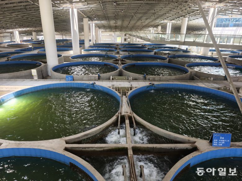 중국은 또 다른 멸종 위기종인 ‘중국 철갑상어’의 번식을 위해 대형 인공 부화장도 운영하고 있다. 이창=김철중 특파원 tnf@donga.com