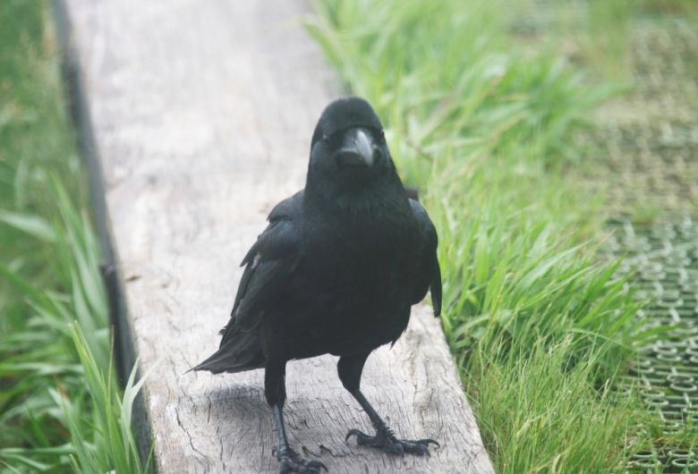 까마귀. 게티이미지뱅크