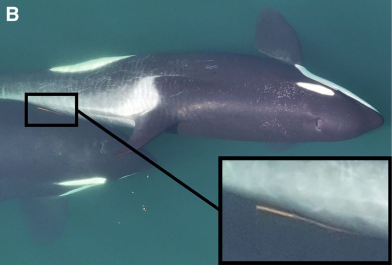 범고래들은 비슷한 나이와 피부 상태를 가진 개체와 더 자주 해초를 매개로 문지르며 사회적 유대를 쌓는 것으로 나타났다. (사진=Current Biology)