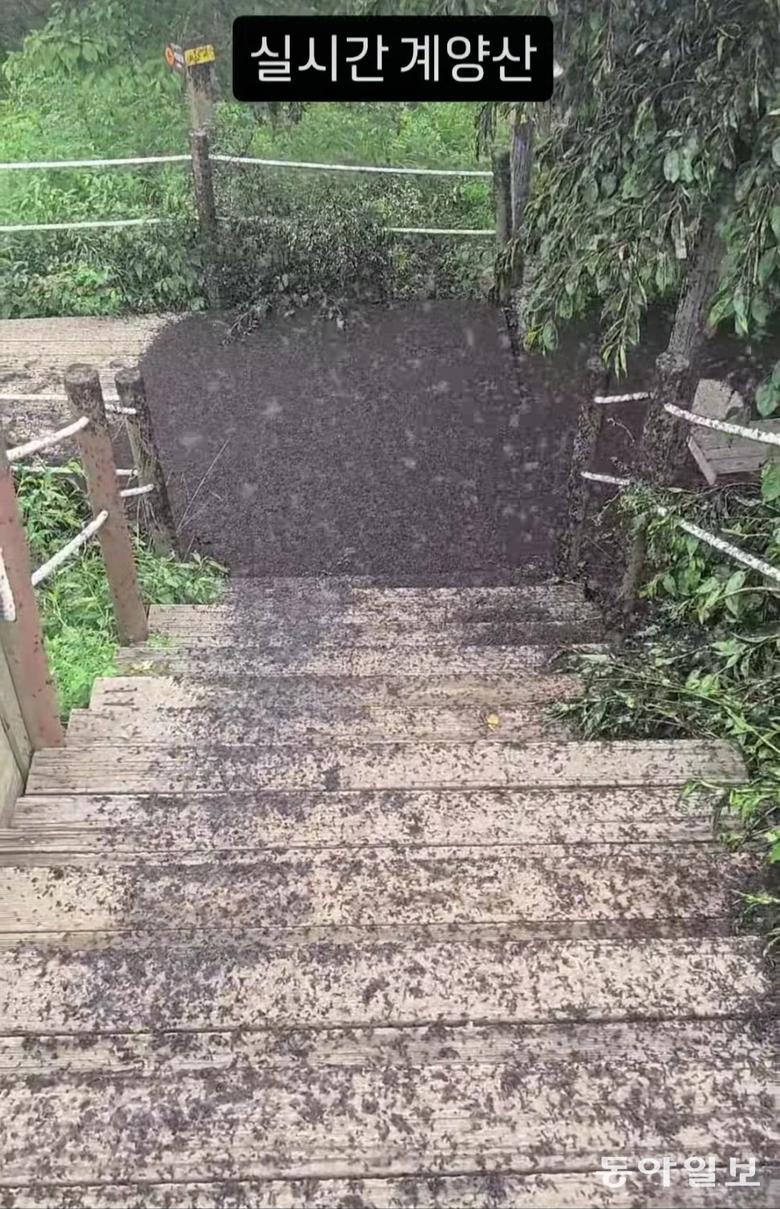 28일 인천 계양산에 나타난 러브버그 모습. 인스타그램 kimlark34 캡처