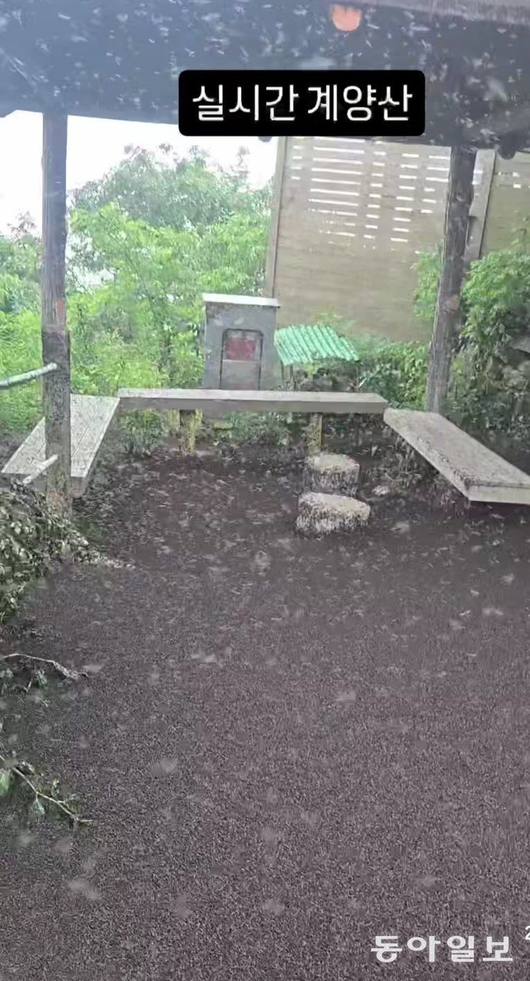 28일 인천 계양산에 나타난 러브버그 모습. 인스타그램 kimlark34 캡처