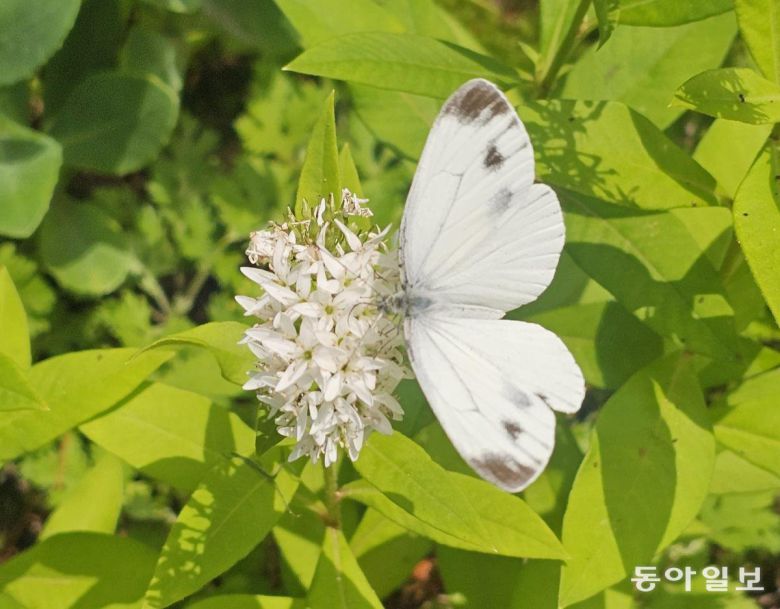 나비가 내려앉은 까치수염. 용인=김선미 기자 kimsunmi@donga.com