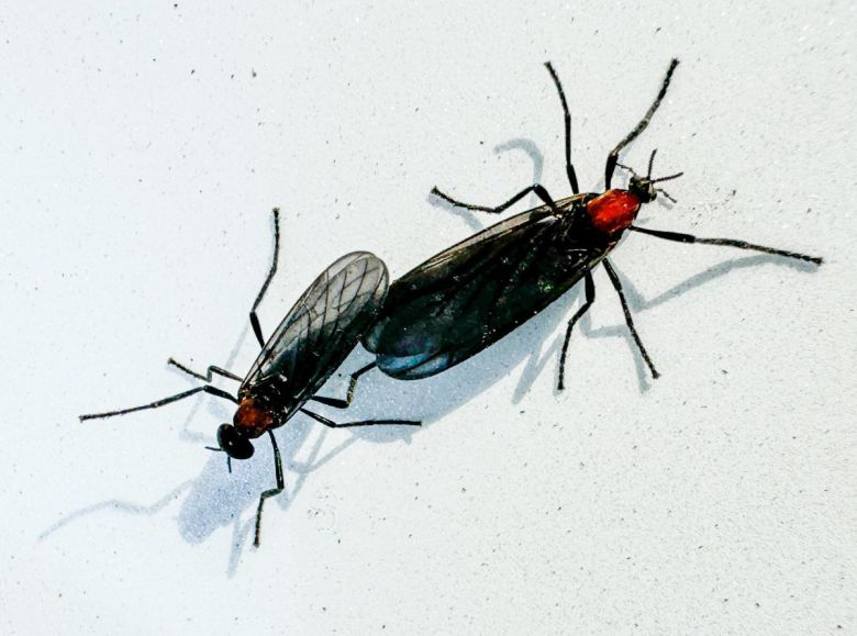 서울 도심에 출몰한 러브버그의 모습. 뉴스1