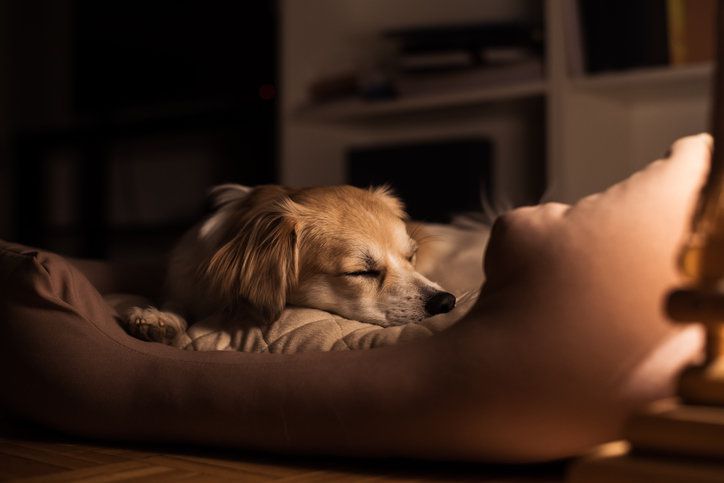 반려견과 침대를 함께 쓰는 습관은 심리적 안정에 도움을 줄 수 있지만, 수면의 질을 떨어뜨리거나 행동 문제로 이어질 수도 있다는 지적이 나왔다. 전문가들은 동침 여부는 개인의 상황에 맞게 선택하되, 훈련과 위생 관리가 선행돼야 한다고 조언했다. 게티이미지