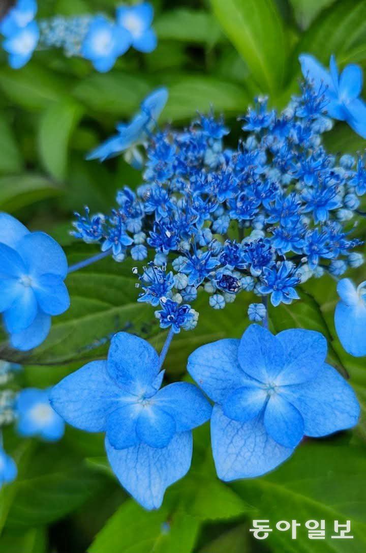 푸른 산수국을 가만히 들여다보고 있으면 마음에 별꽃이 피어난다. 가평=김선미 기자 kimsunmi@donga.com