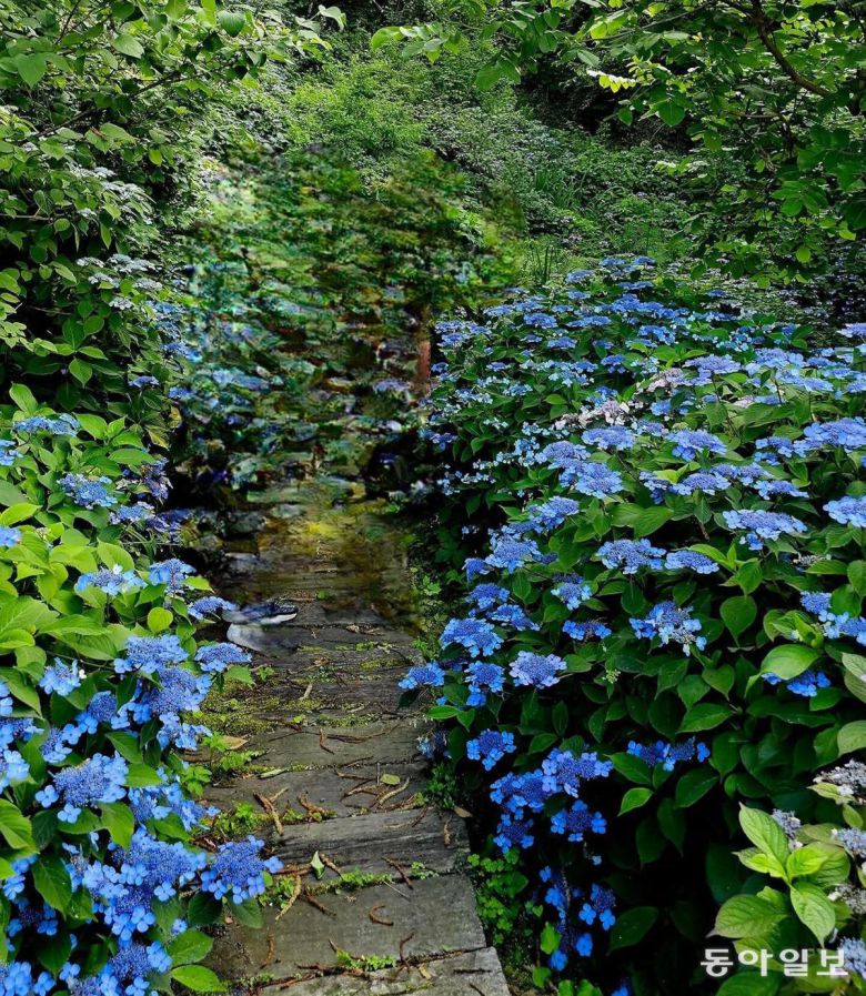 남보라빛 수국이 흐드러진 언덕. 가평=김선미 기자 kimsunmi@donga.com