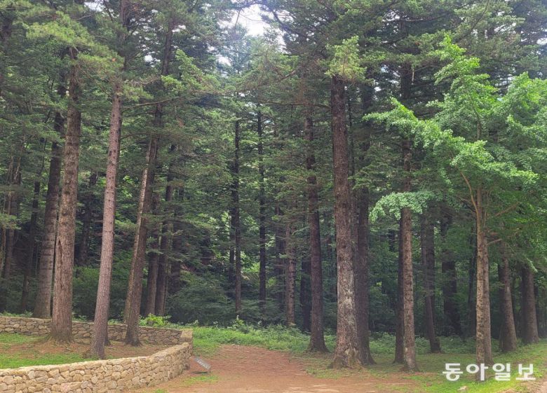 전나무숲이 빽빽하게 어우러진 선재길. 평창=이진구 기자 sys1201@donga.com