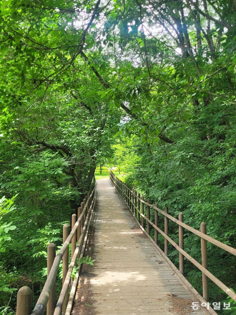 울창한 산림 속을 걷는 선재길. 평창=이진구 기자 sys1201@donga.com