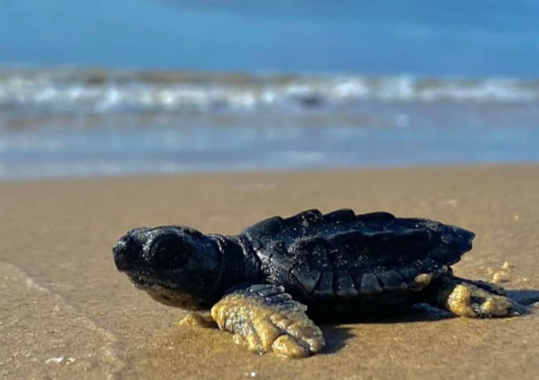 스페이스X 로켓 발사 이후 멕시코 바그다드 해변에 파편이 쏟아지며, 멸종위기 바다거북의 서식지가 훼손됐다. 환경단체는 500m 구간에서만 1톤 넘는 잔해를 수거했고, 최소 300마리의 새끼 거북이 폐사한 것으로 추정했다. (사진=Jesus Elias Ibarra Rodriguez 캡처)