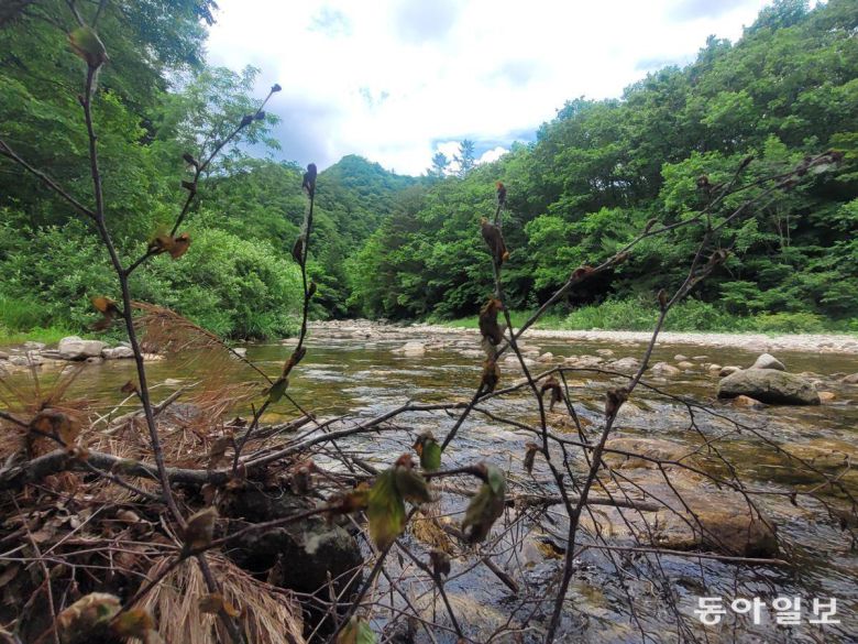 계곡을 끼고 걷는 월정사 선재길은 힐링 그 자체다. 평창=이진구 기자 sys1201@donga.com