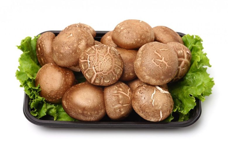 표고버섯. 동아일보DB