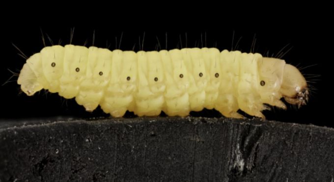 플라스틱을 섭취하고 체내에서 분해해 지방으로 저장하는 꿀벌부채명나방 애벌레. 사진 출처 위키미디어