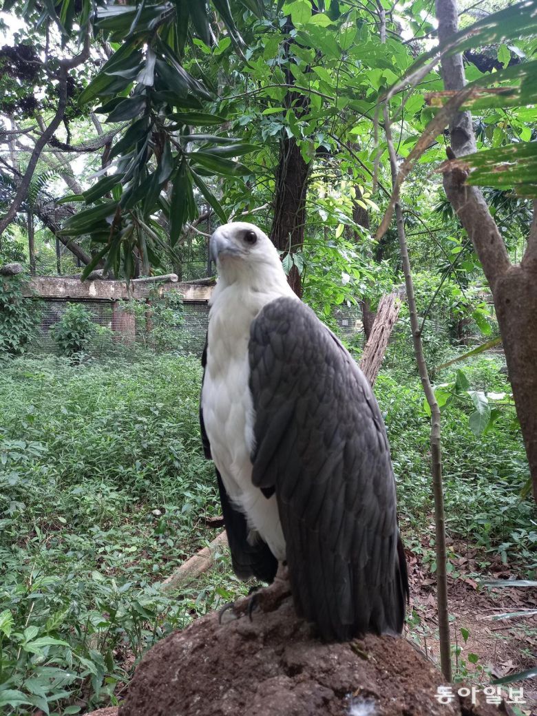 니노이 아키노 공원에 있는 야생동물센터에서 본 흰배바다수리(White-Bellied Sea Eagle). 케손=허진석 기자 jameshur@donga.com