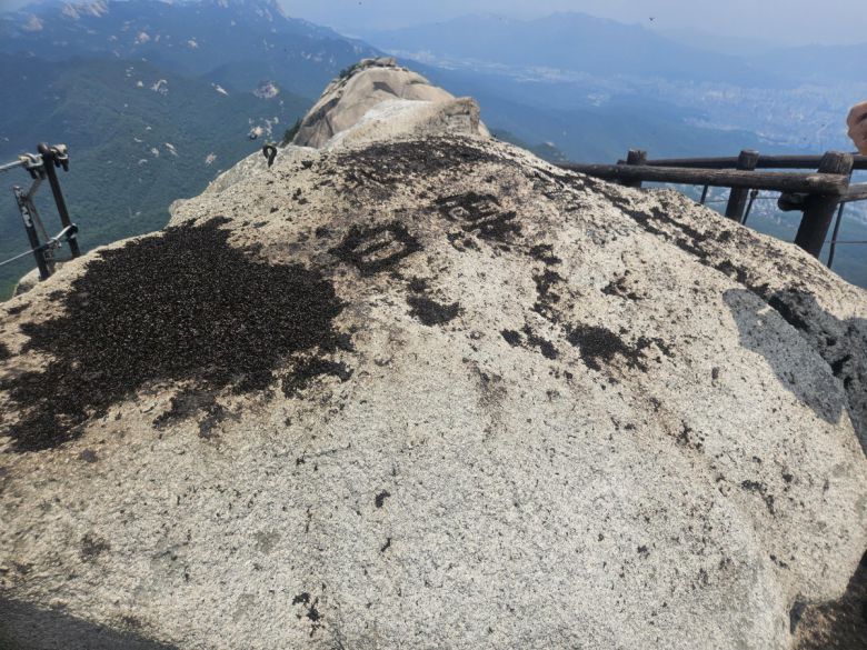 이달 초 경기 고양시 덕양구 북한산 백운대에서 발견된 붉은등우단털파리(러브버그) 사체. 바위에 쓰인 한자 옆에 러브버그 사체가 까맣게 뒤덮여 있다.  국립공원공단 제공