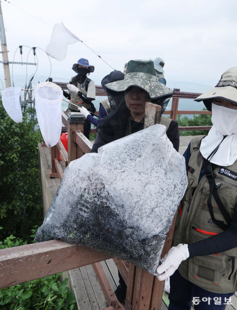 4일 인천 계양구 계양산 정상에서 붉은등우단털파리(러브버그) 방제 작업을 벌인 환경부 직원이 이날 수거된 러브버그 사체가 담긴 봉투를 들어 보였다. 최근 계양산에는 계단에 발 디딜 틈도 없이 러브버그 사체가 쌓이는 등 러브버그가 대량으로 출몰해 등산객의 불편이 컸다. 인천=신원건 기자 laputa@donga.com