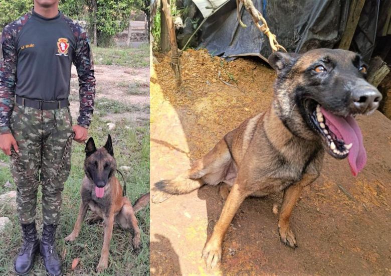 콜롬비아 안티오키아 욘도에서 군견 산손이 테러 조직 ELN이 설치한 폭발물을 탐지해 36명의 병사와 민간인의 목숨을 구했다. 산손은 폭발로 다리를 잃었으나 몸을 끌어 조련사에게 다가왔다. (사진=콜롬비아 육군)