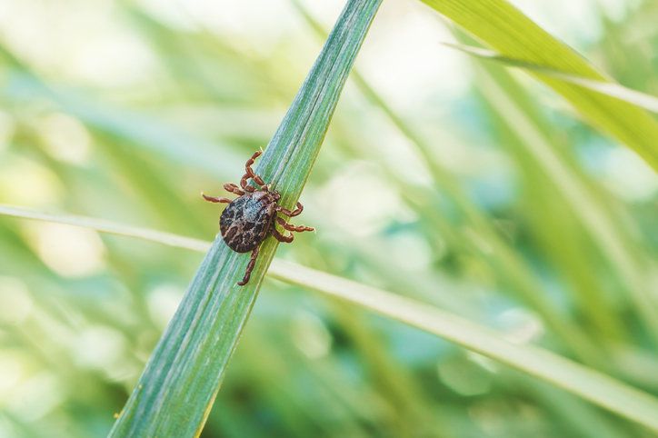 라임병 매개체인 진드기. 사진=게티이미지코리아.