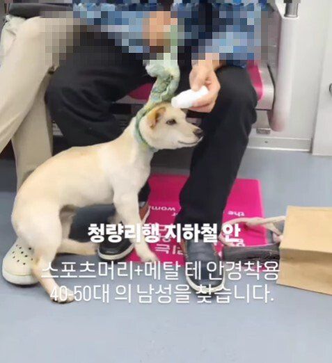 지하철 열차 안에서 한 남성이 반려견에게 물파스를 바르는 장면이 포착돼 논란이 확산됐다. 케어는 경찰 고발과 제보 접수를 예고했다. 케어 인스타그램 캡처