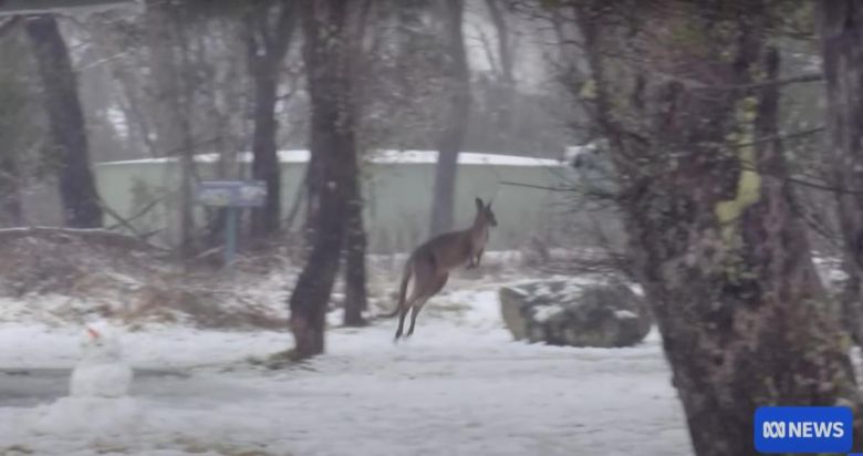 2일 호주 남동부 뉴사우스웨일스주에 40여 년 만에 최대 폭설이 내렸다. 호주 ABC뉴스 화면 캡처