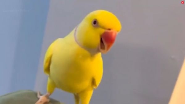 앵무새 ‘망고(Mango)’의 모습. 이 영상에서 앵무새는 갱단원이 가르친 마약 거래 은어 “Two for 25”를 따라하고 있다. (출처=랭커셔 경찰청)