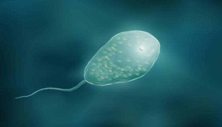 파울러자유아메바 이미지. 사진=게티이미지코리아.