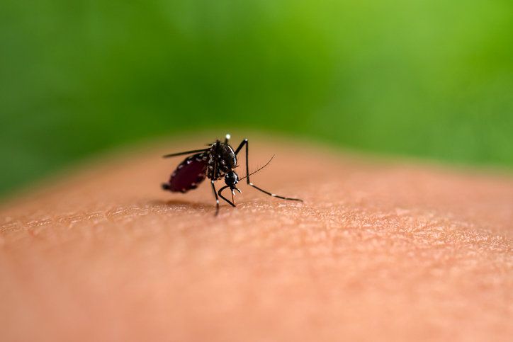 치쿤구니아를 매개하는 아시아호랑이모기. 사진=게티이미지코리아.