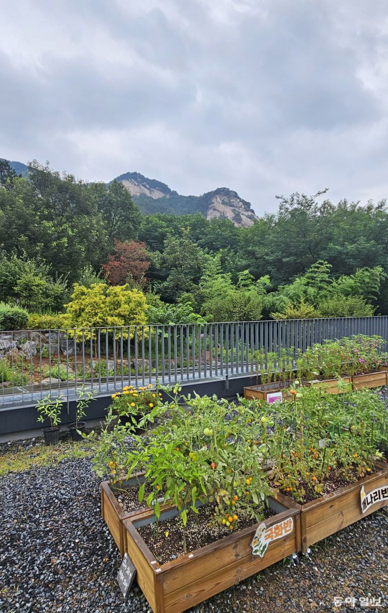 불암산 산림치유센터에서 체험 프로그램 참여자들이 가꾸는 정원. 김선미 기자 kimsunmi@donga.com