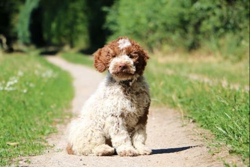 곱슬거리는 털과 예민한 후각으로 트러플 사냥에 특화된 라곧토 로마뇰로(Lagotto Romagnolo)의 모습. [미국켄넬클럽·AKC]