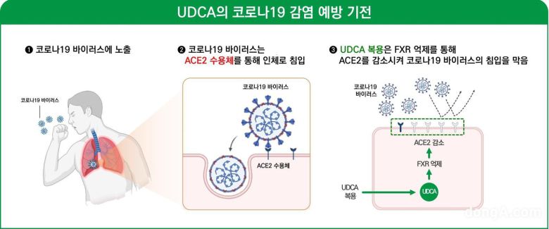 간장약 성분 우르소데옥시콜산(UDCA) 코로나19 예방 기전
