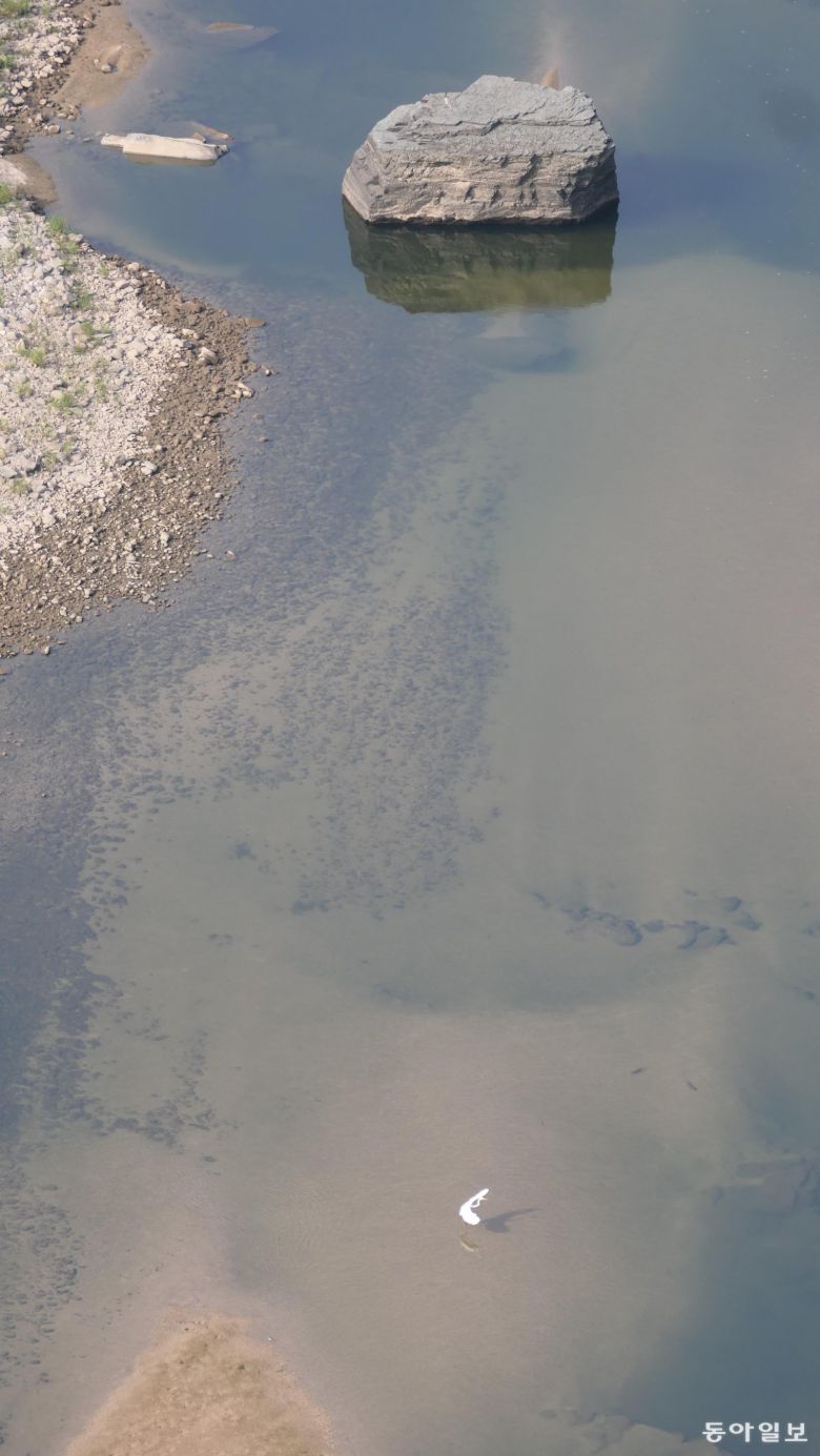 맹개마을 메내긴소에 우뚝 서 있는 큰 바위 경암(景巖). 그 아래 황새 한 마리가 날개를 퍼덕이고 있다. 학소대에 살던 먹황새는 아니다.