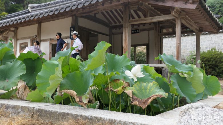 도산서원의 도산서당. 제자들을 가르치던 마루인 암서헌 앞뜰에 네모난 연못 정우당이 있다. 하얀 연꽃이 홀로 피었다.