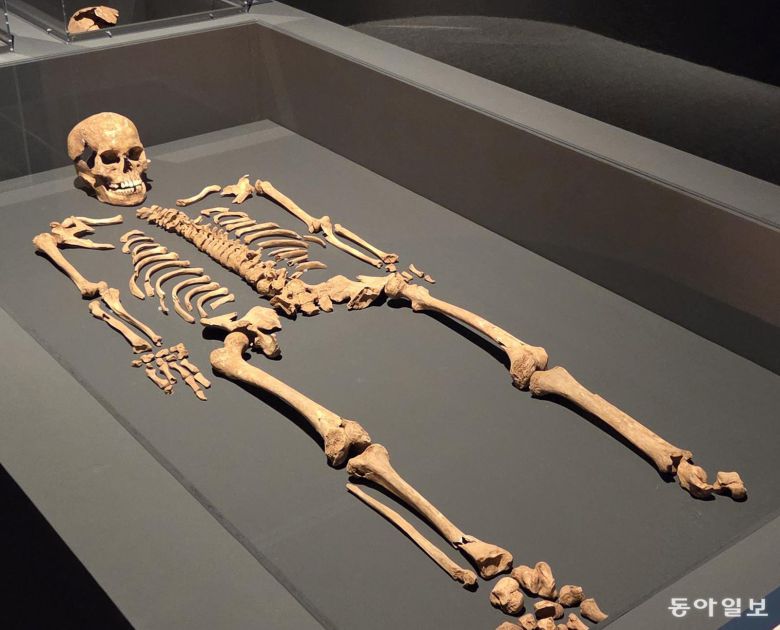 88호분에서 확인된 키 156cm의 순장 남성 인골. 김해=이지윤 기자 leemail@donga.com