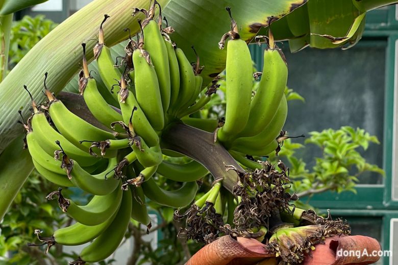 사진=독자제공, 최강주 기자 gamja822@donga.com