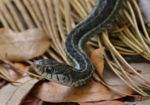 8~10월 사이 산림·경작지·강변 풀숲에서 뱀이 자주 출몰해 가을 산행 시 각별한 주의가 필요하다. [게티 이미지]