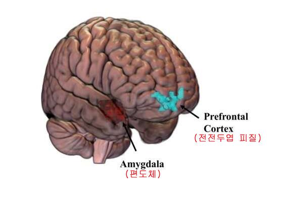두뇌에서 감정·공포를 조절하는 뇌 영역인 편도체와 전전두엽 피질의 위치.