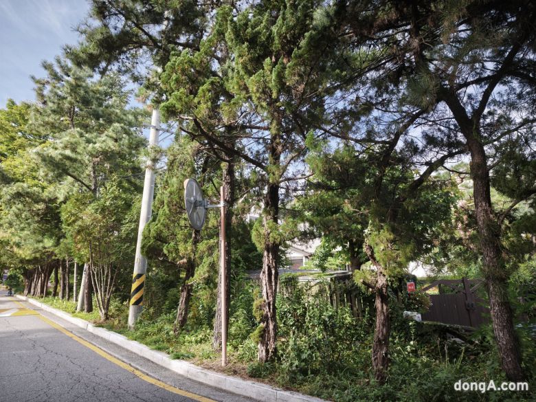 샤오미 15T 프로로 직접 찍은 사진 샘플.