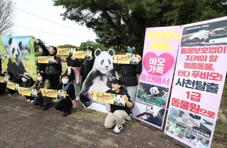 (경주=뉴스1) 인터넷 커뮤니티 ‘푸바오구출대작전’ 회원들이 30일 오후 APEC 정상회의에 참석하는 중국 시진핑 주석의 경주 방문을 앞두고 경주시 황남동 내남네거리에서 푸바오의 사육 환경 개선을 요구하는 기자회견을 열고 있다./ 뉴스1