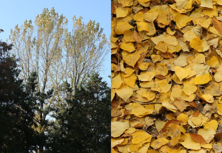 가을 단풍이 든 노블포플러의 모습. (출처=국립산림과학원 제공)