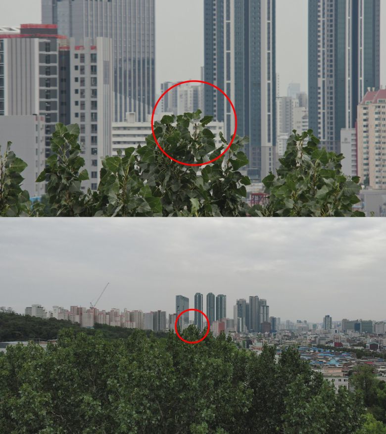 한국에서 가장 높은 나무가 된 ‘노블포플러’ 최고점의 모습. (출처=국립산림과학원 제공)