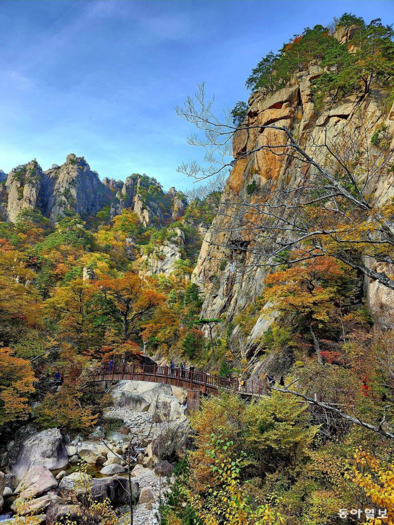 설악산 주전골 전망대교 부근에서 바라본 가을 단풍. 저 멀리 흘림골의 육중한 봉우리를 비롯해 기암괴석 계곡이 황금빛과 붉은빛으로 물들어 가고 있다.