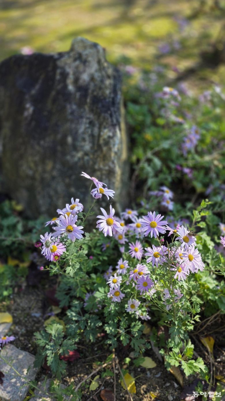 옛돌정원. 용인=김선미 기자 kimsunmi@donga.com