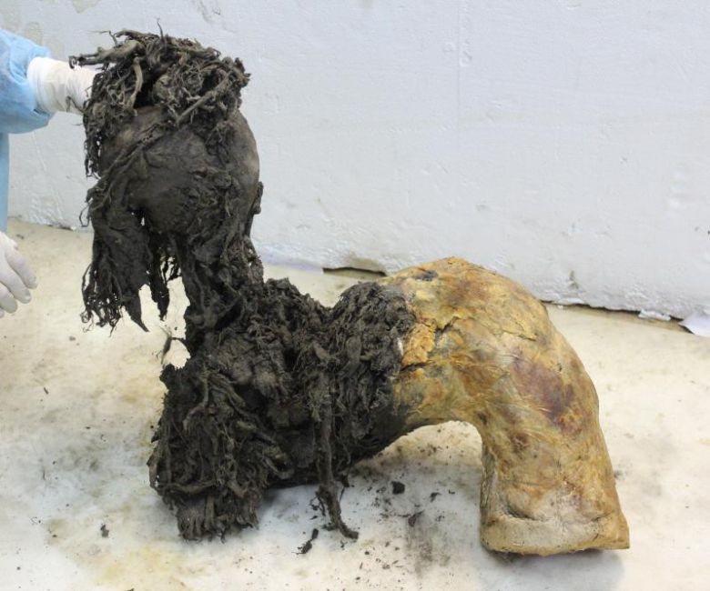 매머드 ‘유카’의 다리 중 하나. 다리 아래쪽에서 고대 RNA 분자를 복원할 수 있었다. 스웨덴 스톡홀름대 제공