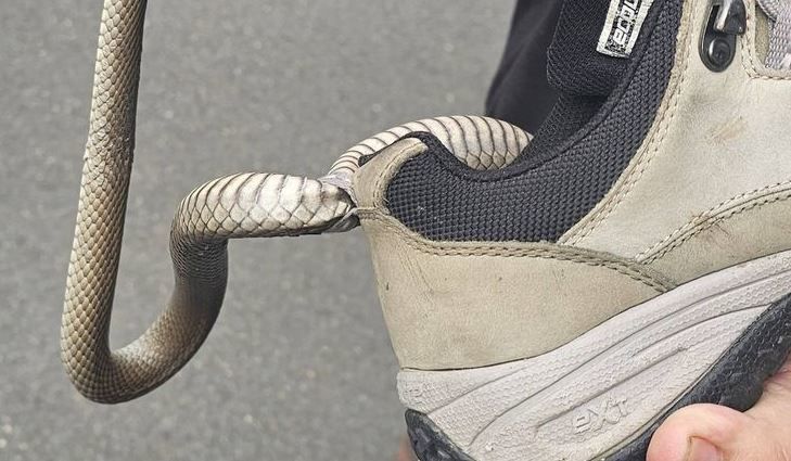 Reptile Relocation Sydney