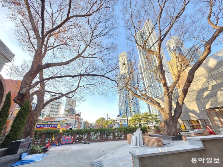 조선시대 성덕정터(천주교 성수동 성당)에 있는 느티나무 두 그루.