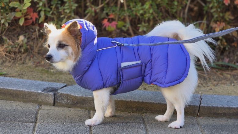 12·29 무안공항 제주항공 여객기 참사로 숨진 희생자들이 키우던 반려견 푸딩이는 새 가정에 입양됐다. 새 주인과 함께 산책을 하는 모습. 윤정은 씨 제공.