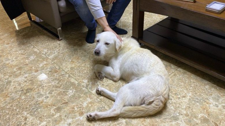 12·29 무안공항 제주항공 여객기 참사로 숨진 희생자 가족이 키우던 반려견 둥이도 새 가정에 입양돼 새로운 삶을 찾았다.  카라 제공.